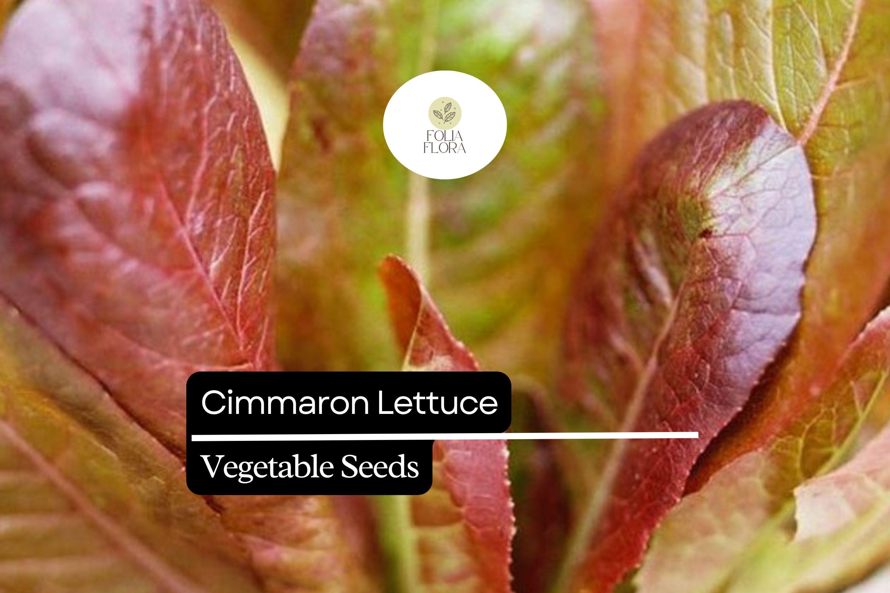 Cimarron Lettuce Seeds – Heirloom Romaine with Deep Red Leaves, Heat-Tolerant, Bolt-Resistant Lactuca sativa