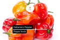 Habanero Pepper Seeds – Extra-Hot Chili, Heirloom, Non-GMO, Capsicum chinense, 100,000–350,000 Scoville