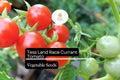 Tess' Land Race Currant Tomato Seeds | Heirloom Tiny Cherry, High-Yield, Sweet Flavor, Vining Plant