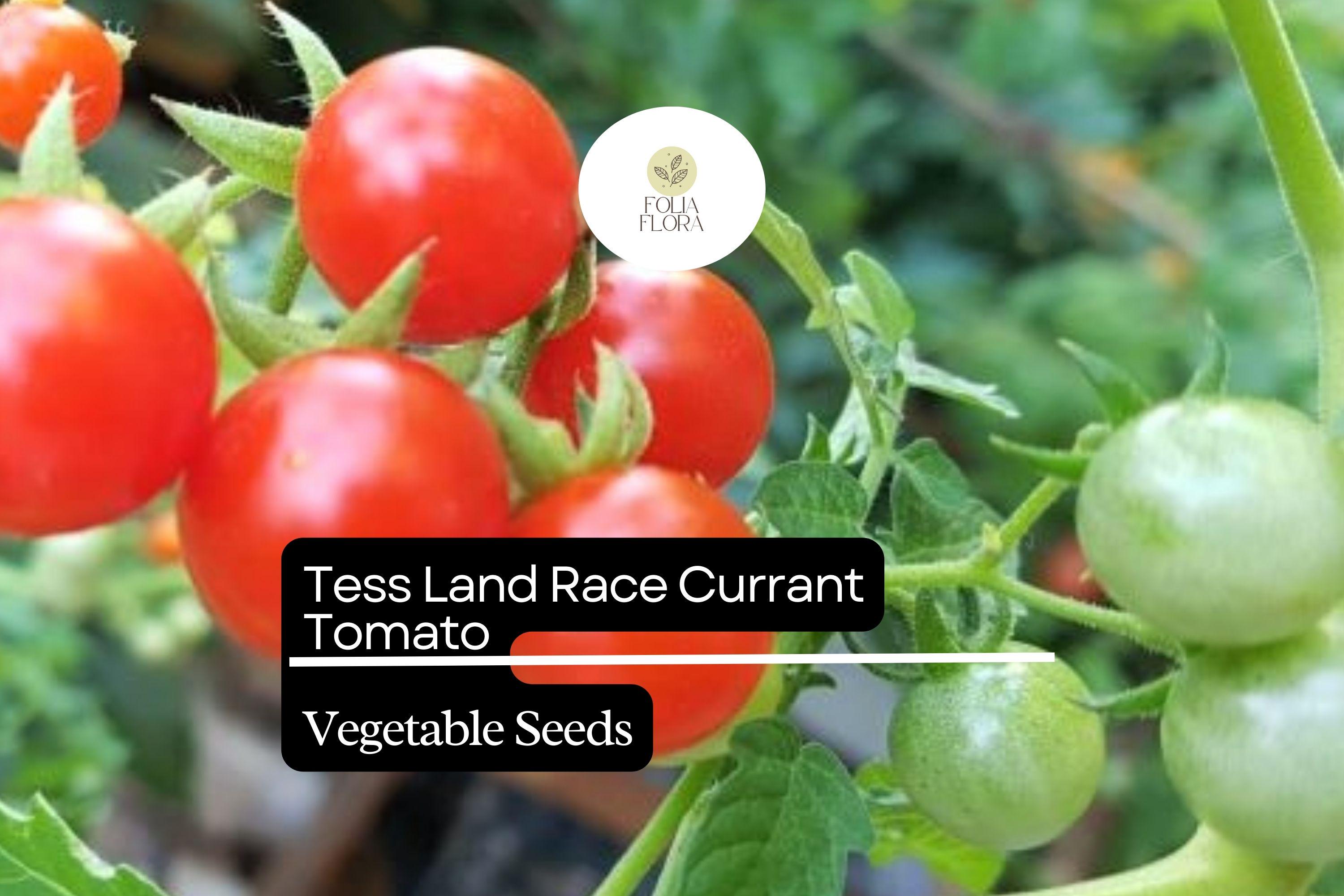Tess' Land Race Currant Tomato Seeds | Heirloom Tiny Cherry, High-Yield, Sweet Flavor, Vining Plant