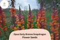Bronze Snapdragon Seeds – Opus Early Copper Peach Blooms – Antirrhinum majus, Pollinator-Friendly, Cut Flower, Full Sun to Partial Shade