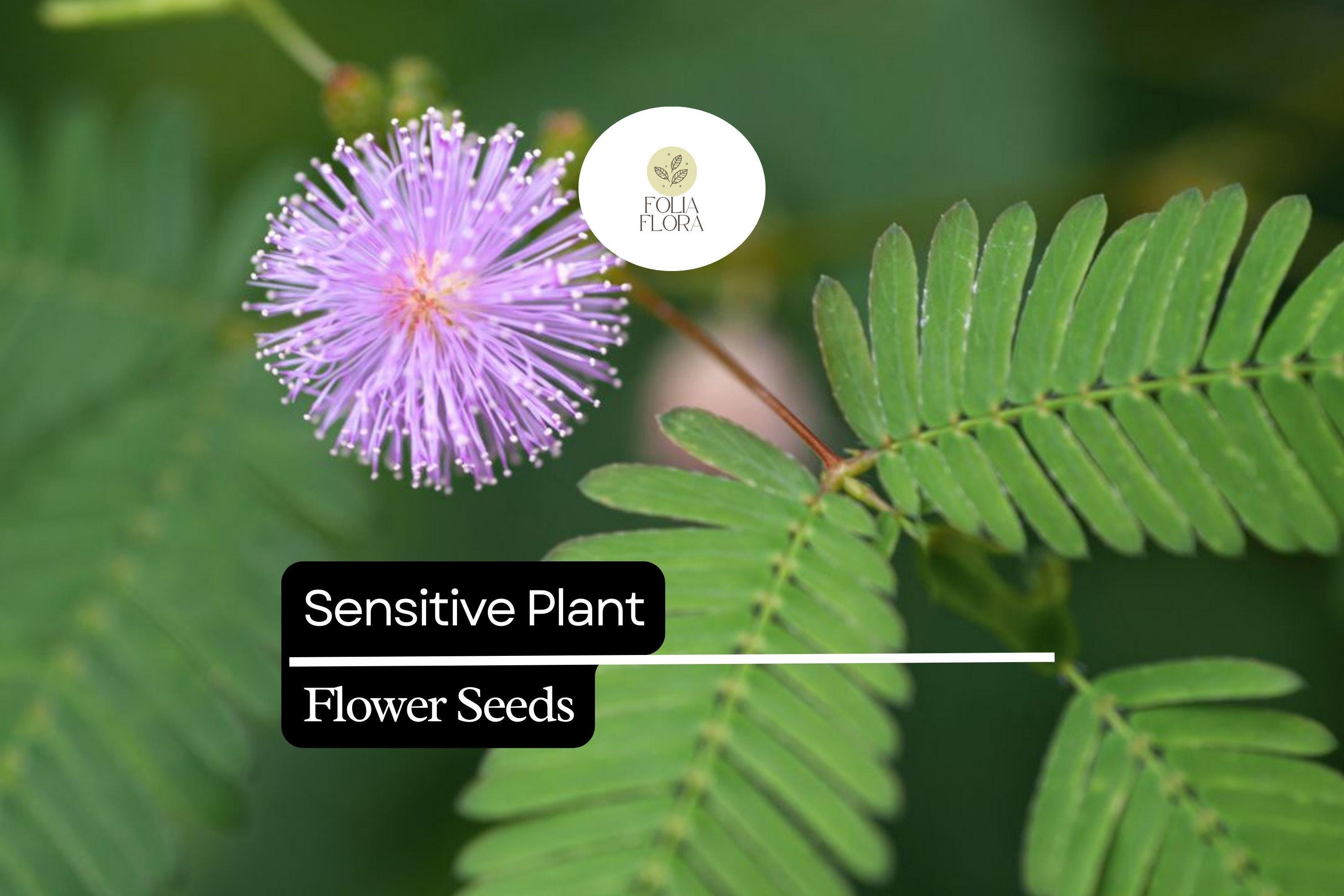 Sensitive Plant Seeds (Mimosa microphylla) – Touch-Responsive Foliage, Pink Flowers, Pollinator-Friendly, Drought-Tolerant Ground Cover