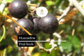 Muscadine Grape Seeds | Edible Native Vine for Jelly & Wine | Vitis rotundifolia | 5 Premium Seeds