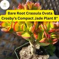 Dwarf Jade Plant | 8" Crassula ovata ‘Crosby’s Compact’ Succulent | Indoor Houseplant, Bonsai, Gift
