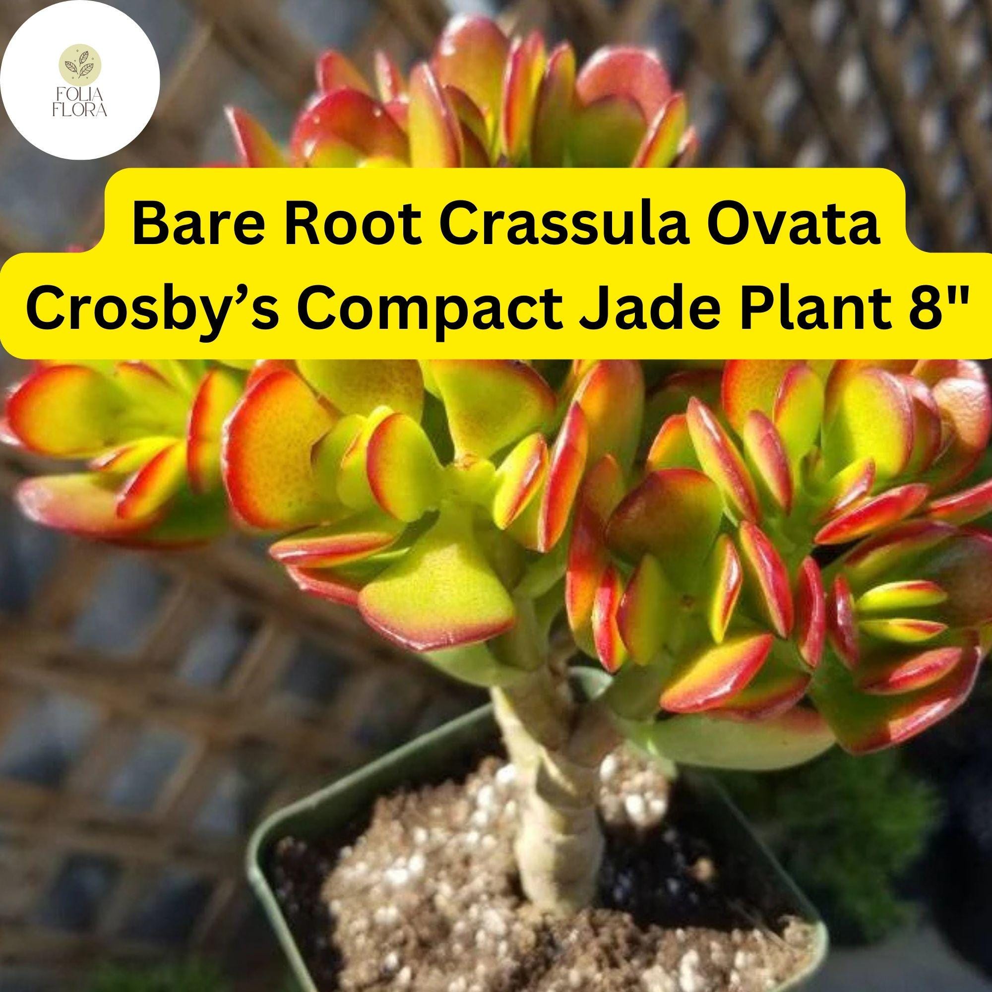 Dwarf Jade Plant | 8" Crassula ovata ‘Crosby’s Compact’ Succulent | Indoor Houseplant, Bonsai, Gift