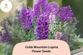 Cobb Mountain Lupine Seeds – Purple Flowering Perennial for Gardens, Borders & Pollinator Gardens (25+ Seeds)