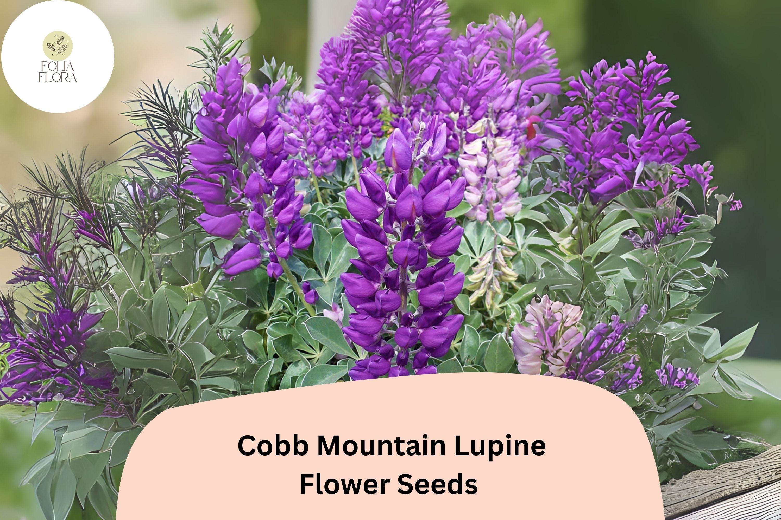 Cobb Mountain Lupine Seeds – Purple Flowering Perennial for Gardens, Borders & Pollinator Gardens (25+ Seeds)