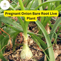 Bare Root Albuca bracteata Pregnant Onion Plant – Unique Bulbous Succulent with White Stripes, Drought-Tolerant Indoor & Outdoor Plant
