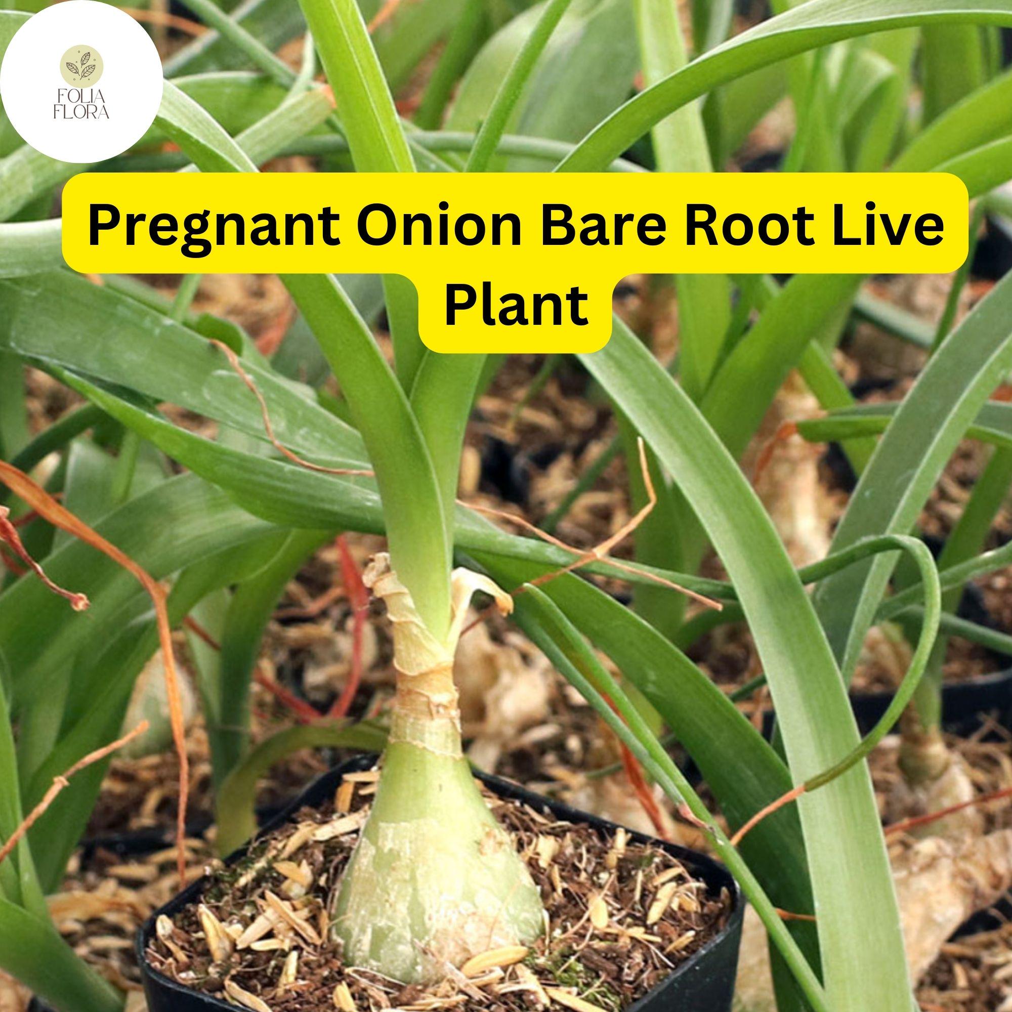 Bare Root Albuca bracteata Pregnant Onion Plant – Unique Bulbous Succulent with White Stripes, Drought-Tolerant Indoor & Outdoor Plant