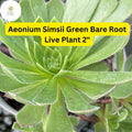 Aeonium simsii ‘Green’ Succulent Plants – 2 Bare Root 2" Live Rosette-Forming, Drought-Tolerant Indoor & Outdoor Plant