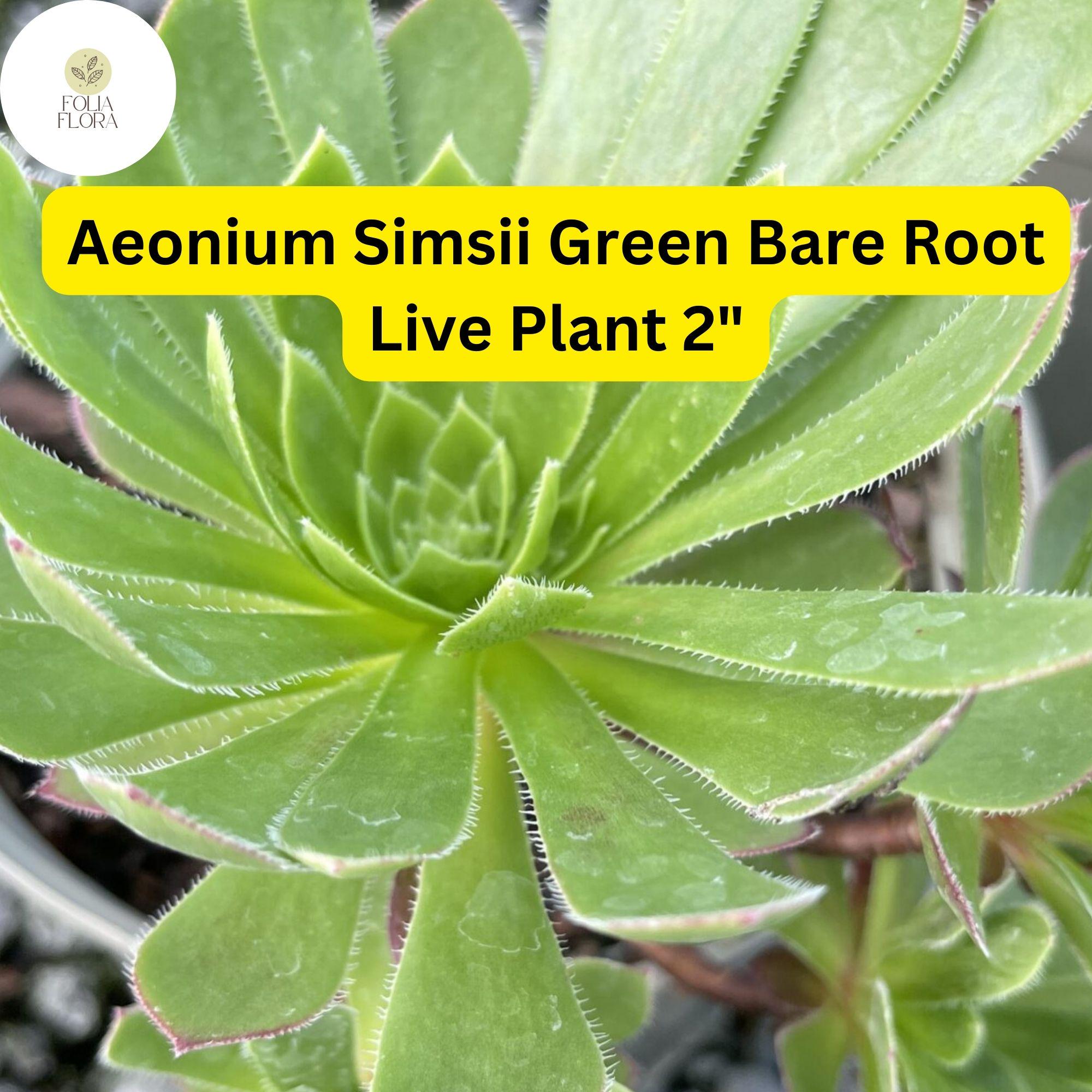 Aeonium simsii ‘Green’ Succulent Plants – 2 Bare Root 2" Live Rosette-Forming, Drought-Tolerant Indoor & Outdoor Plant