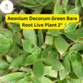 Bare Root Succulent Plants – Aeonium decorum ‘Green’ | Rosette-Forming, Drought-Tolerant, Easy-Care Houseplant