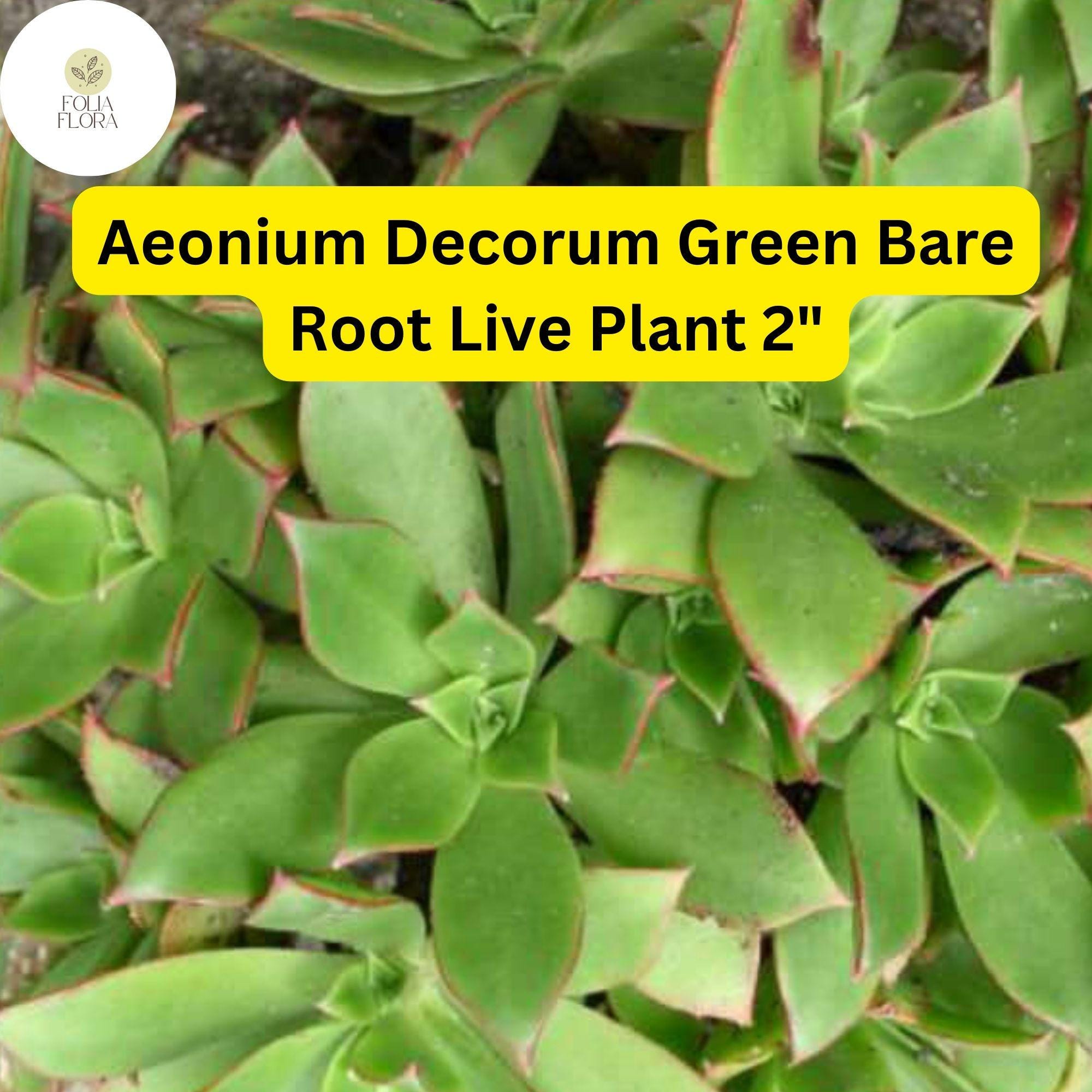 Bare Root Succulent Plants – Aeonium decorum ‘Green’ | Rosette-Forming, Drought-Tolerant, Easy-Care Houseplant