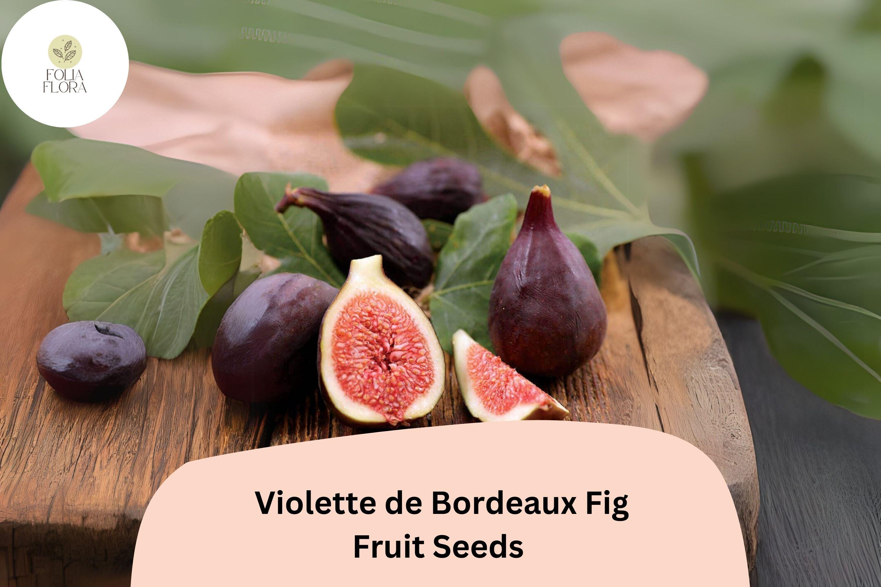 Violette de Bordeaux Fig Seeds – Heirloom Ficus carica, Deep Purple-Black Fruit, Sweet Red Flesh, Self-Pollinating, Drought-Tolerant