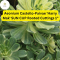 Variegated Aeonium Sun Cup Succulent Cuttings | 3 Rooted Rosettes | Aeonium castello-paivae ‘Harry Mak’