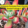 Fuzzy Succulent Cuttings | Echeveria Pulvinata ‘Plush Chenille’ | Red-Tipped Foliage | Drought Tolerant Indoor Plant