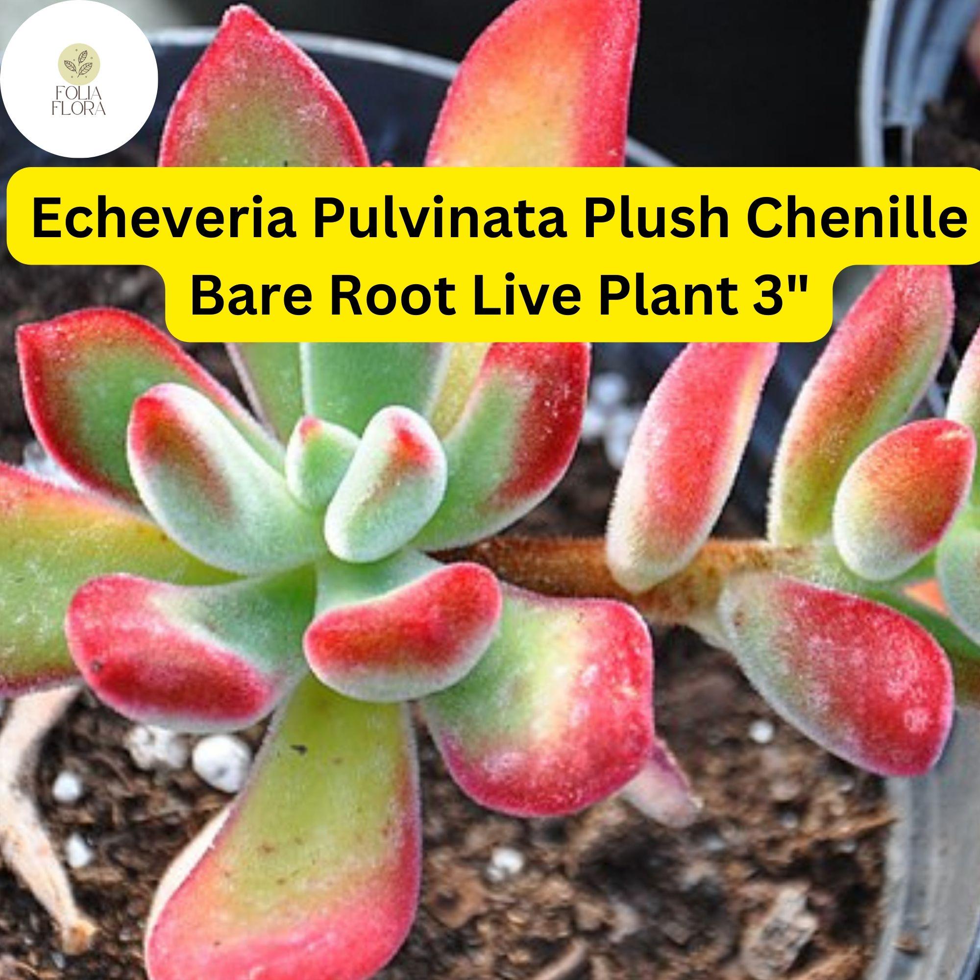 Echeveria 'Plush Chenille' Succulent | Fuzzy Red-Green Leaves | Bare Root 3" Plant | Low Maintenance Indoor & Outdoor Plant