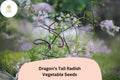 500+ Dragon's Tail Radish Seeds – Edible Purple Seed Pods, Spicy & Crisp, Heirloom, Heat-Tolerant, Fast-Growing, Summer Garden
