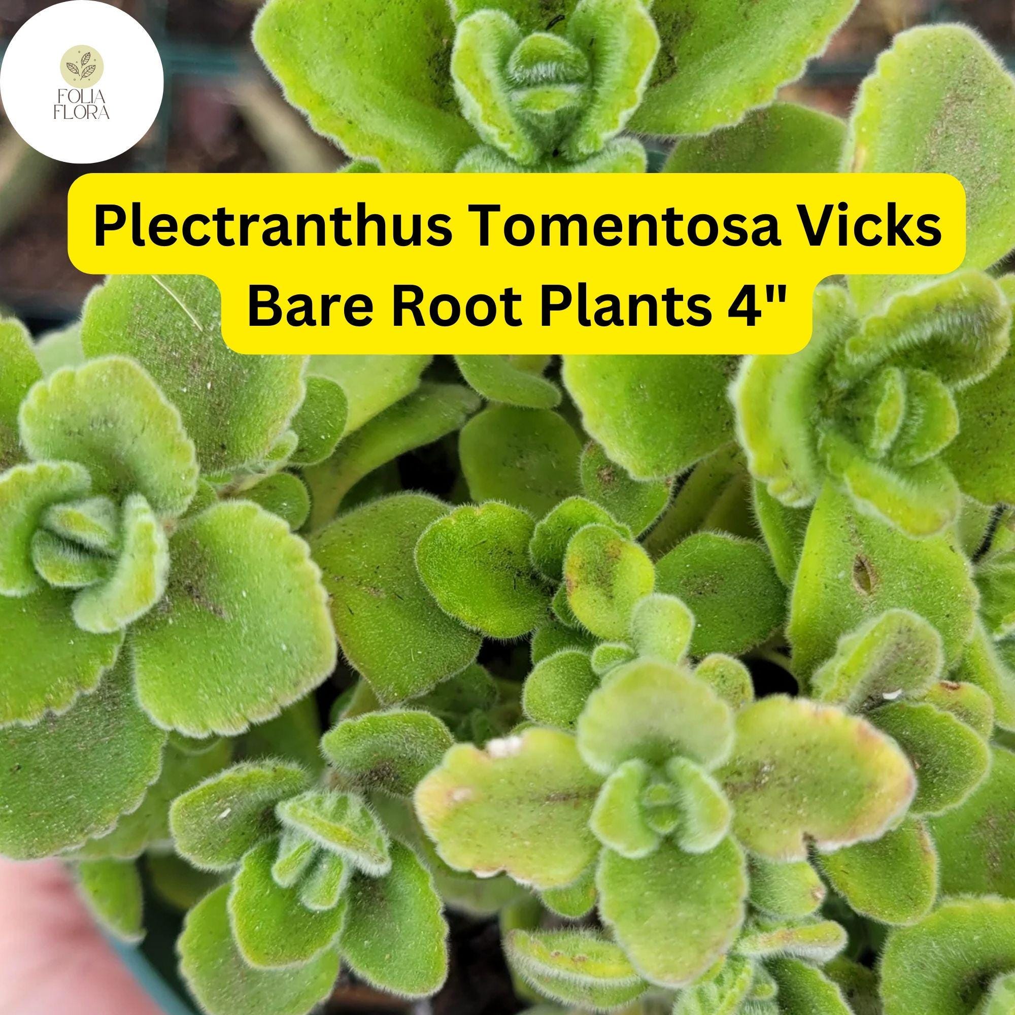 Plectranthus tomentosa Vicks Plant | 4” Bare Root Fragrant Succulent | Fuzzy Green Aromatic Houseplant