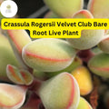 Crassula Rogersii Velvet Club Succulent – Fuzzy, Low-Maintenance Live Bare Root Plant for Indoor & Outdoor Gardens