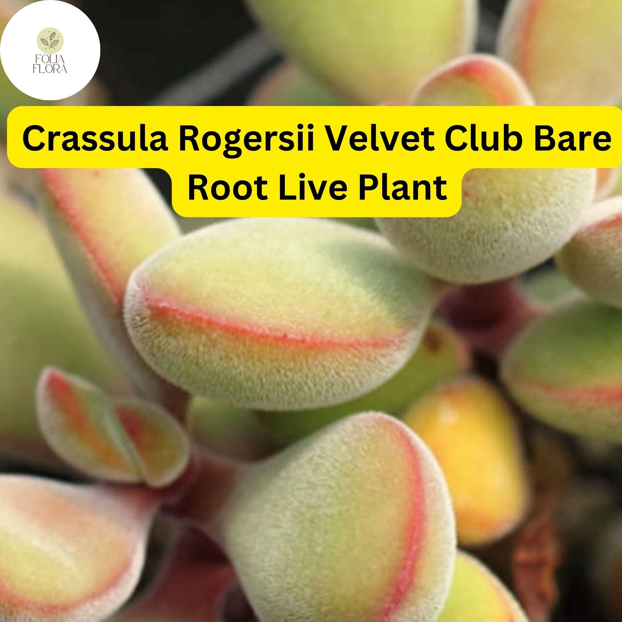 Crassula Rogersii Velvet Club Succulent – Fuzzy, Low-Maintenance Live Bare Root Plant for Indoor & Outdoor Gardens
