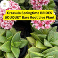 Crassula Springtime Succulent Bare Root with Pink Flowers, Easy-Care, Drought-Tolerant, Compact, Live Plant