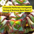 Variegated String of Buttons Succulent | Crassula Perforata Trailing Plant | Drought-Tolerant, Low-Maintenance, 2 Bare Root Plants