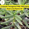 Crassula Tetragona 'Pine Tree' Succulent | Live Bare Root Plant | Needle-Like Green Foliage | Drought-Tolerant Indoor & Outdoor Plant