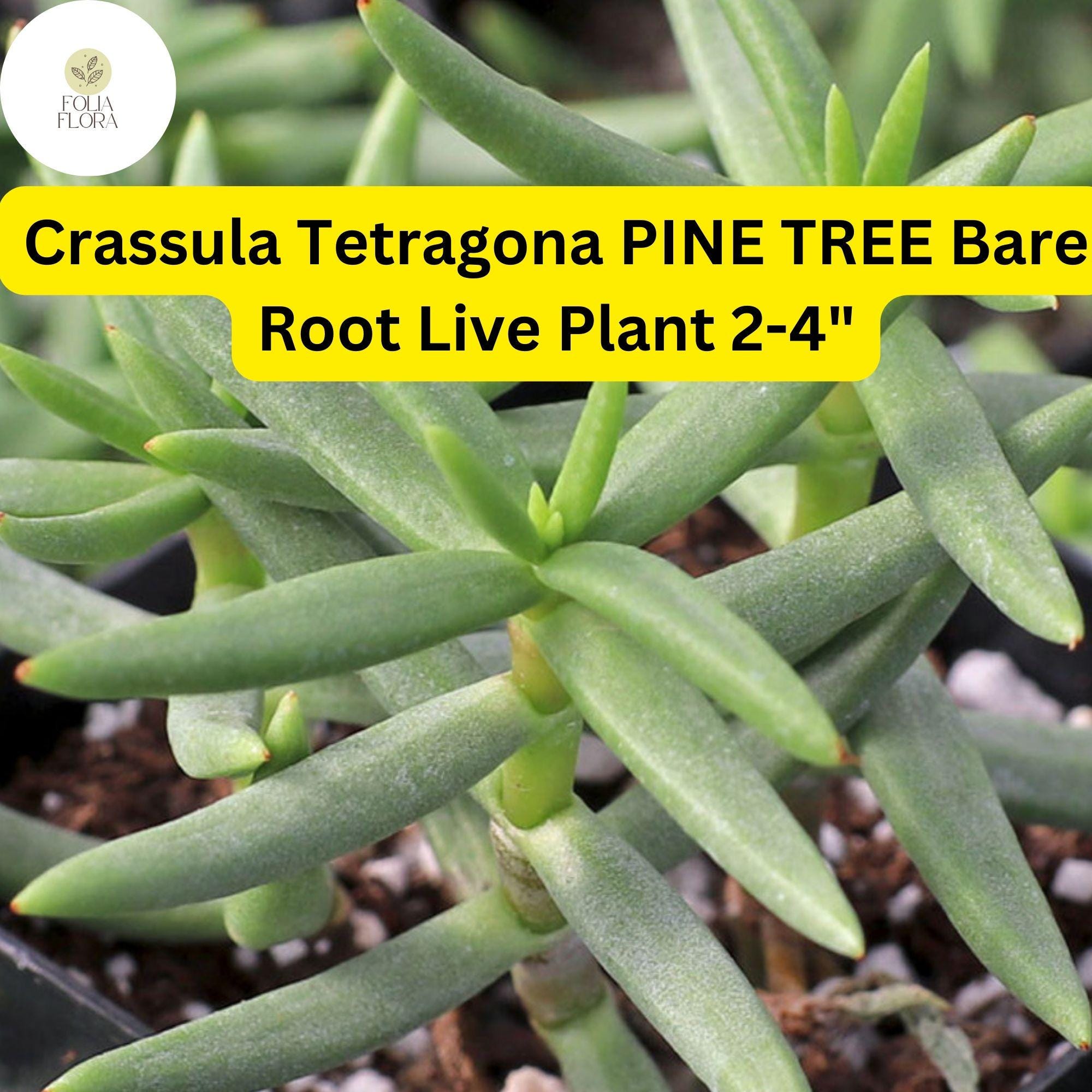 Crassula Tetragona 'Pine Tree' Succulent | Live Bare Root Plant | Needle-Like Green Foliage | Drought-Tolerant Indoor & Outdoor Plant