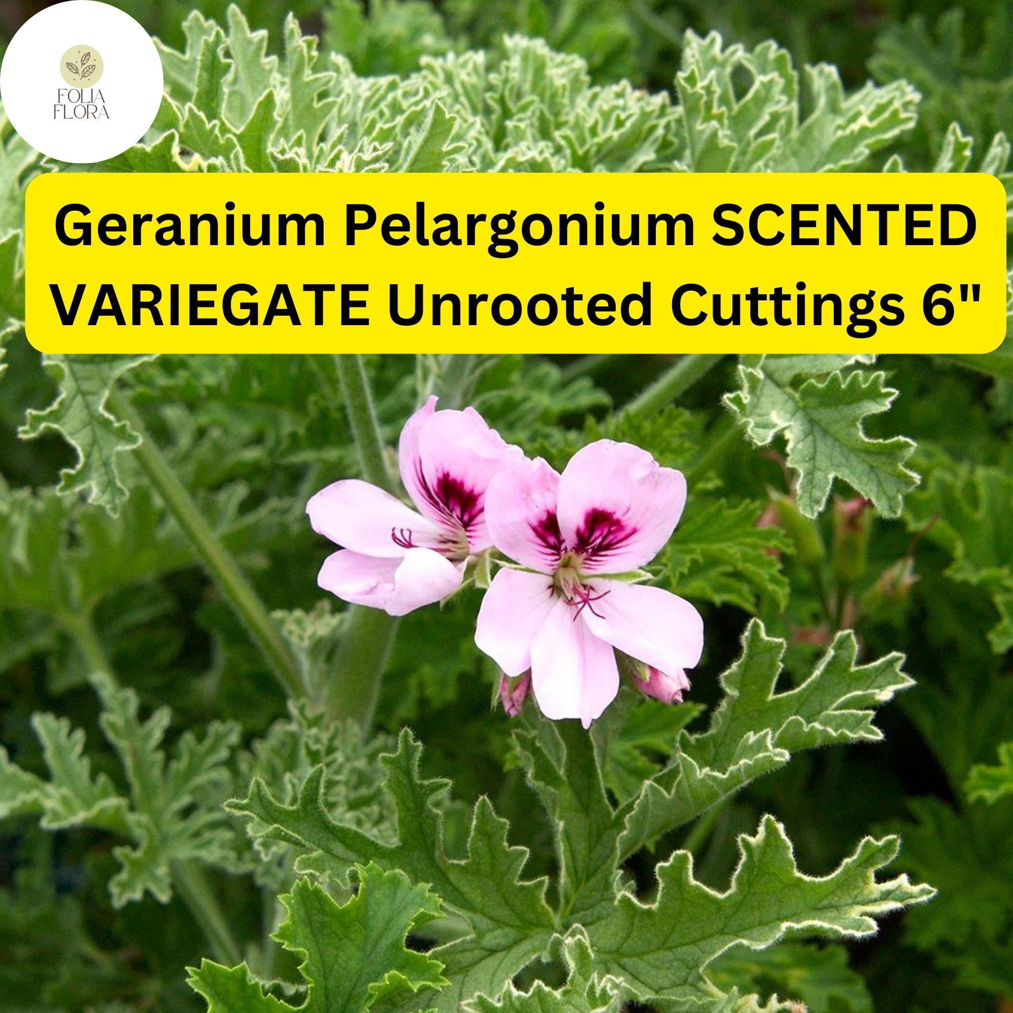 Geranium Pelargonium Scented Variegated Cutting – Fragrant, Variegated Foliage, Easy-Care Flowering Plant