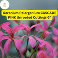 Geranium Pelargonium ‘Cascade Pink’ | 3 Live Unrooted 6-Inch Trailing Flowering Cuttings | Vibrant Pink Blooms, Easy-Care