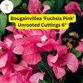 Bougainvillea ‘Fuchsia Pink’ Live Unrooted Cuttings – Drought-Tolerant, Fast-Growing Climbing Vine, Vibrant Blooms, Garden Plant