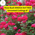 Knock Out Red Rose Cuttings – Disease-Resistant, Continuous Blooms, Garden Shrub, Unrooted 6” Live Plantings