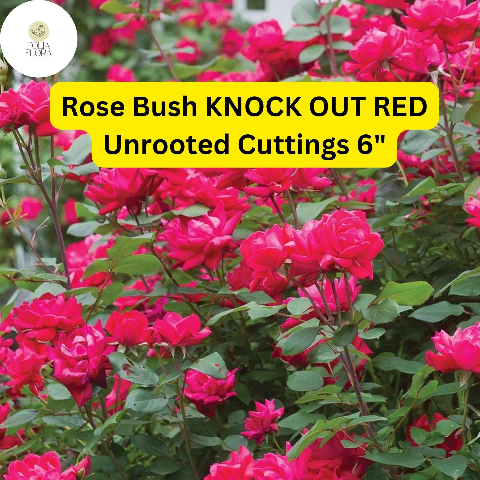 Knock Out Red Rose Cuttings – Disease-Resistant, Continuous Blooms, Garden Shrub, Unrooted 6” Live Plantings