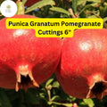 Pomegranate Tree Cuttings | 6-Inch Live Stems | Punica Granatum | Fruit-Bearing, Drought-Tolerant, Ornamental