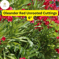 Red Oleander Cutting Pack - 7 Live 6” Unrooted Shrubs, Drought-Tolerant, Fast-Growing, Evergreen Flowering Hedge Plant, Nerium Oleander
