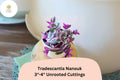 Unrooted Tradescantia Nanouk Cuttings 3”-4” | Pink Variegated Wandering Jew Houseplant Propagation