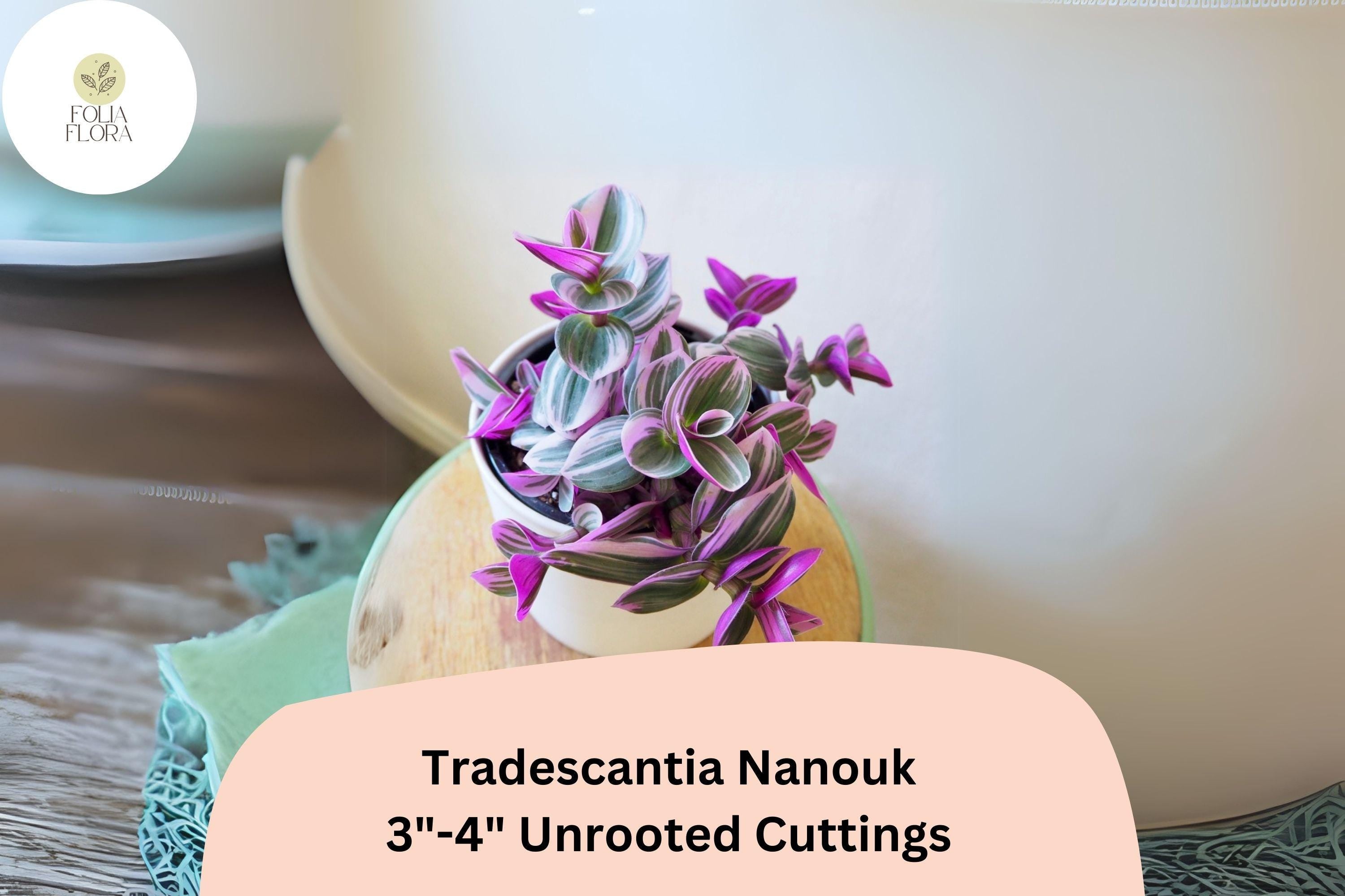 Unrooted Tradescantia Nanouk Cuttings 3”-4” | Pink Variegated Wandering Jew Houseplant Propagation