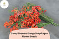 Orange Snapdragon Seeds | Candy Showers Cascading Blooms | Antirrhinum majus | 1000+ Seeds for Hanging Baskets & Gardens