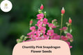 Chantilly Pink Snapdragon Seeds | Tall, Fragrant Pink Flowers | Antirrhinum majus | 1000+ Seeds for Garden & Cut Flowers