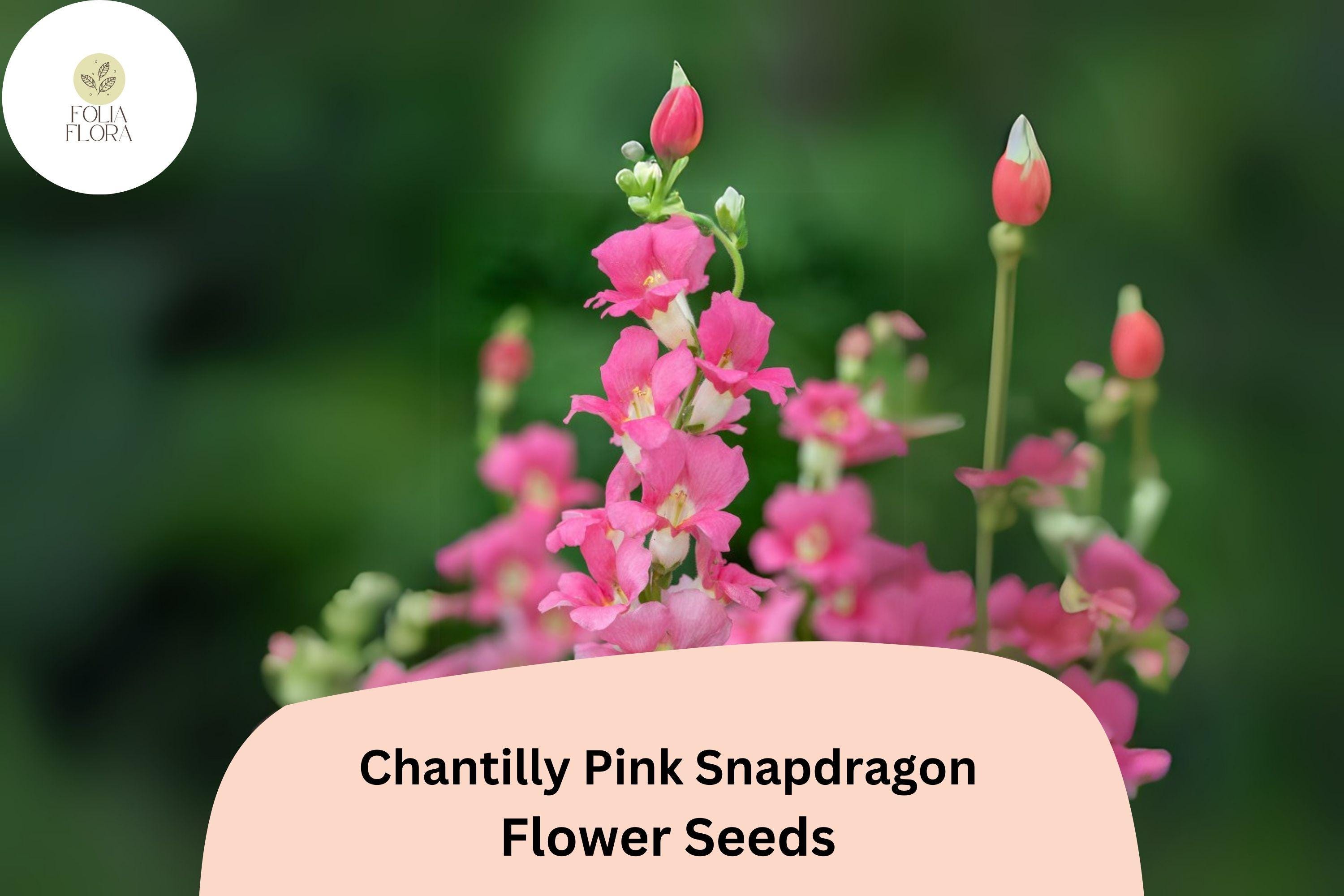 Chantilly Pink Snapdragon Seeds | Tall, Fragrant Pink Flowers | Antirrhinum majus | 1000+ Seeds for Garden & Cut Flowers