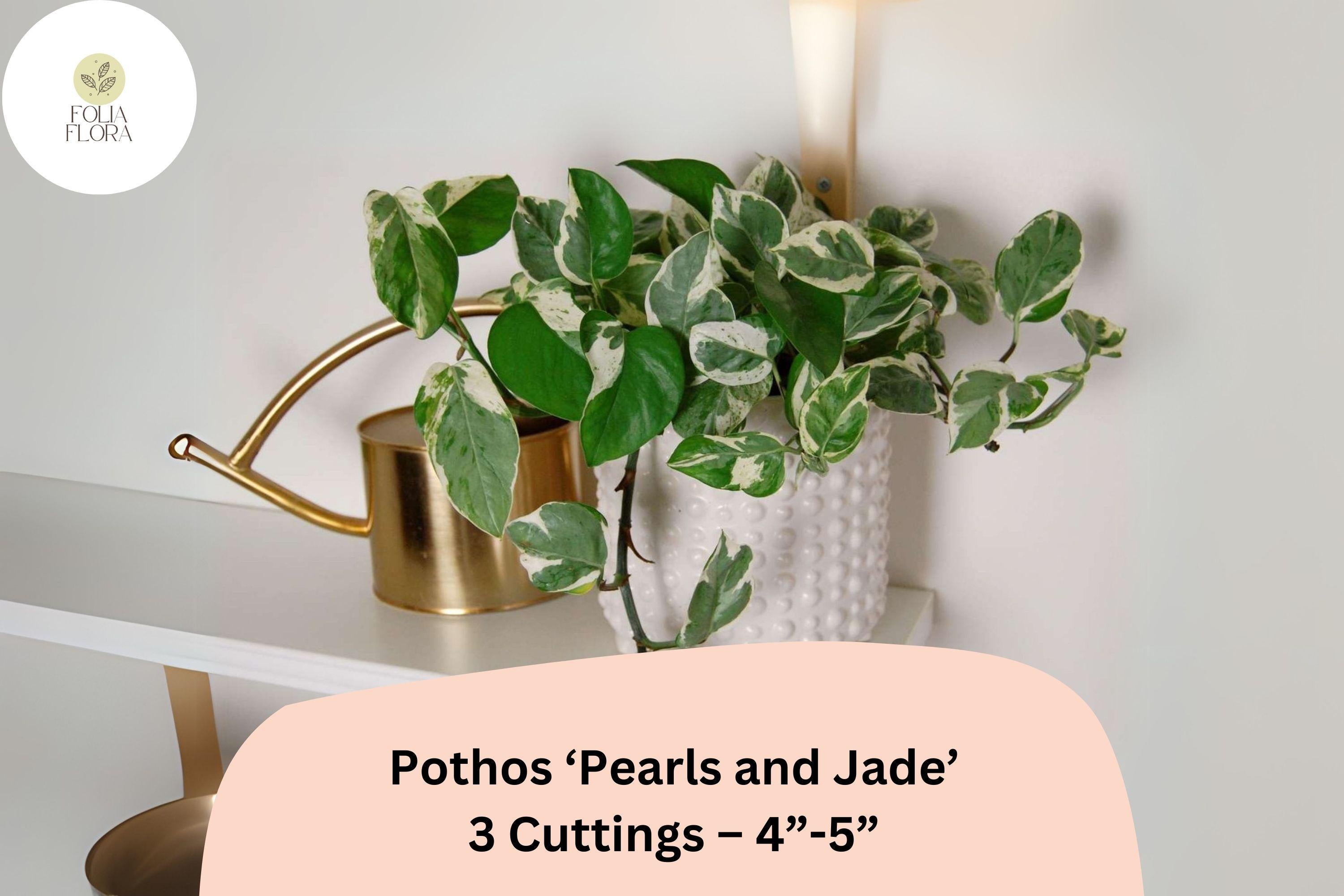 Pothos Pearls and Jade Cuttings – 3 Healthy 4-5 Inch Variegated Houseplants, Epipremnum aureum, Easy-Care Indoor Vine
