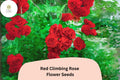 Red Climbing Rose Seeds - Fragrant, Fast Growing, 20 Pcs Rosa spp. Perennial Flowering Vine for Trellises & Fences