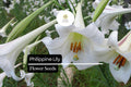 Philippine Lily Seeds | Rare White Fragrant Lilium philippinense | Exotic Tropical Flower for Garden & Containers