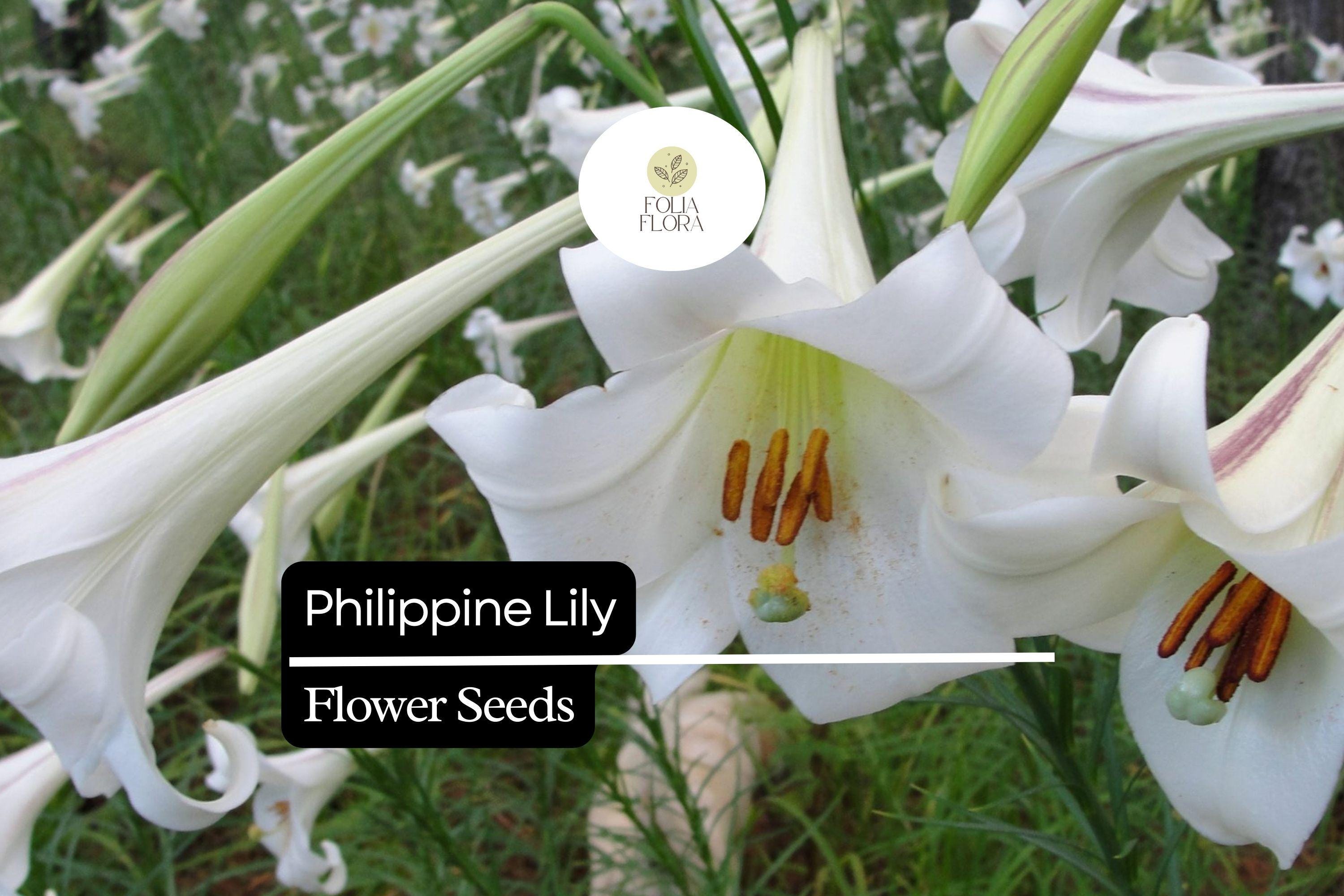Philippine Lily Seeds | Rare White Fragrant Lilium philippinense | Exotic Tropical Flower for Garden & Containers