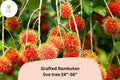 Grafted Rambutan Tree – Live Tropical Fruit Plant, 24–36 Inches, Nephelium lappaceum, Exotic Red Fruit, Edible Garden