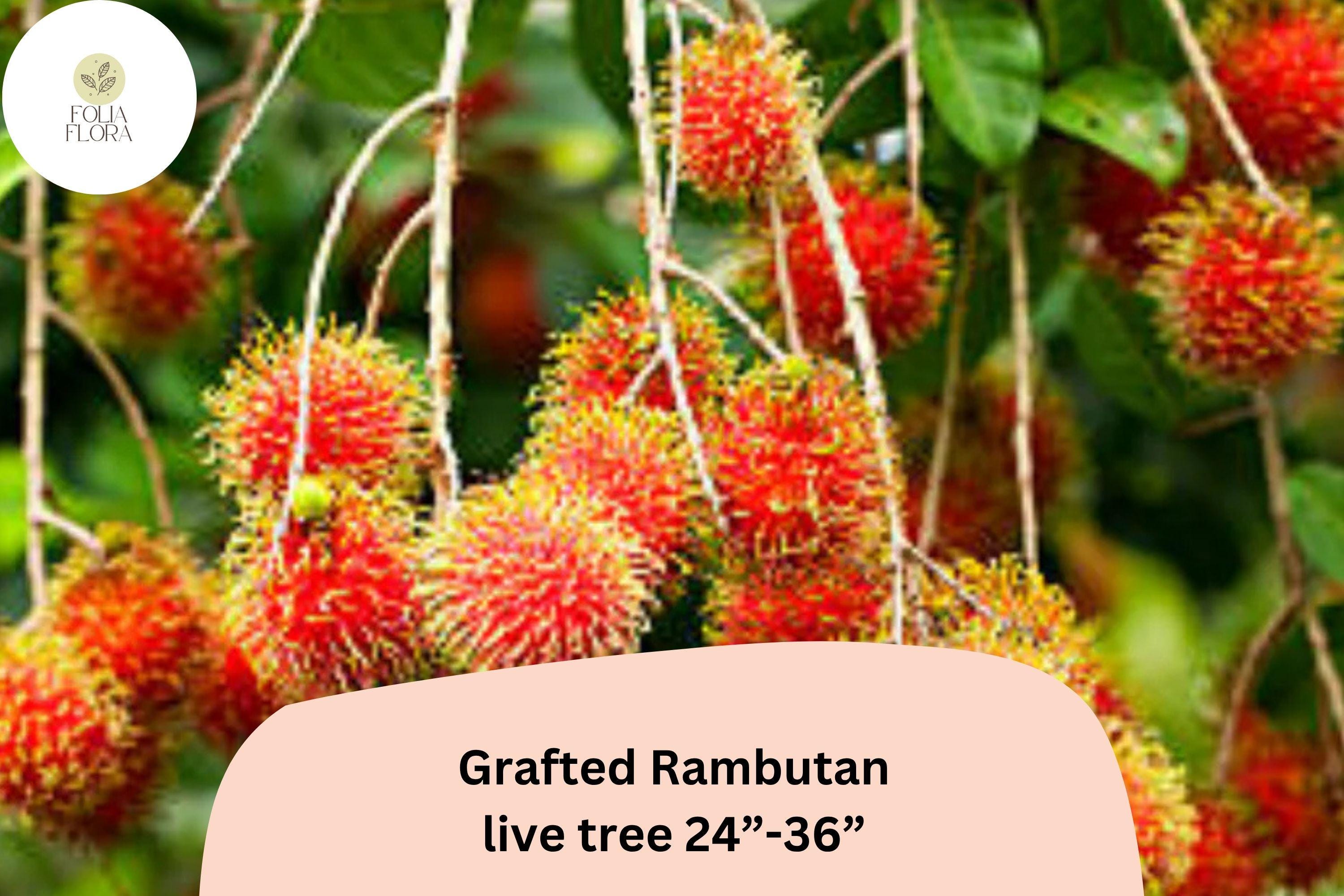 Grafted Rambutan Tree – Live Tropical Fruit Plant, 24–36 Inches, Nephelium lappaceum, Exotic Red Fruit, Edible Garden