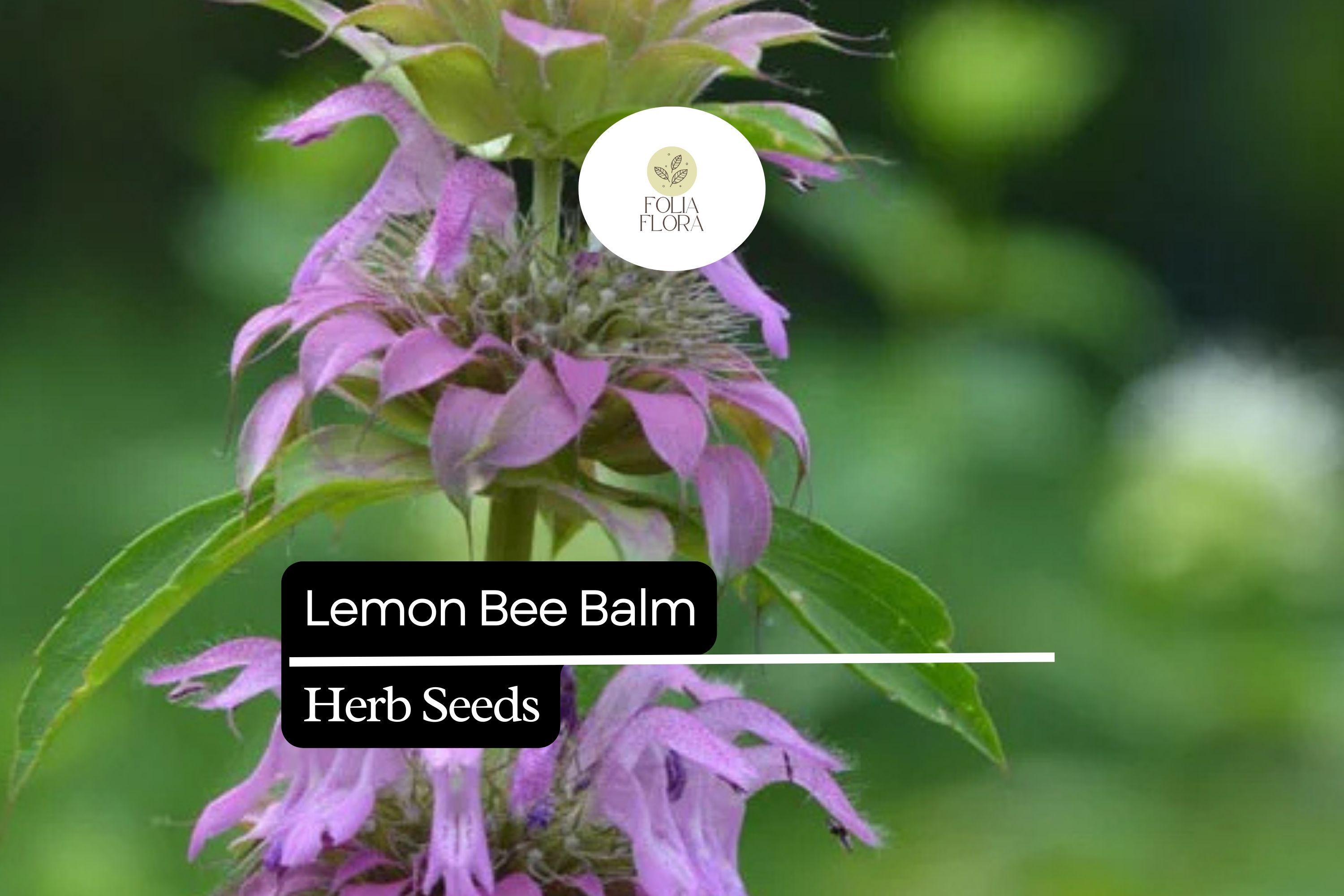 Lemon Bee Balm Seeds | Fragrant Pollinator Herb | Monarda citriodora Lavender Purple Blooms