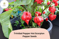 25 Trinidad Scorpion Pepper Seeds | Extremely Hot Chili | Heirloom Non-GMO Capsicum chinense