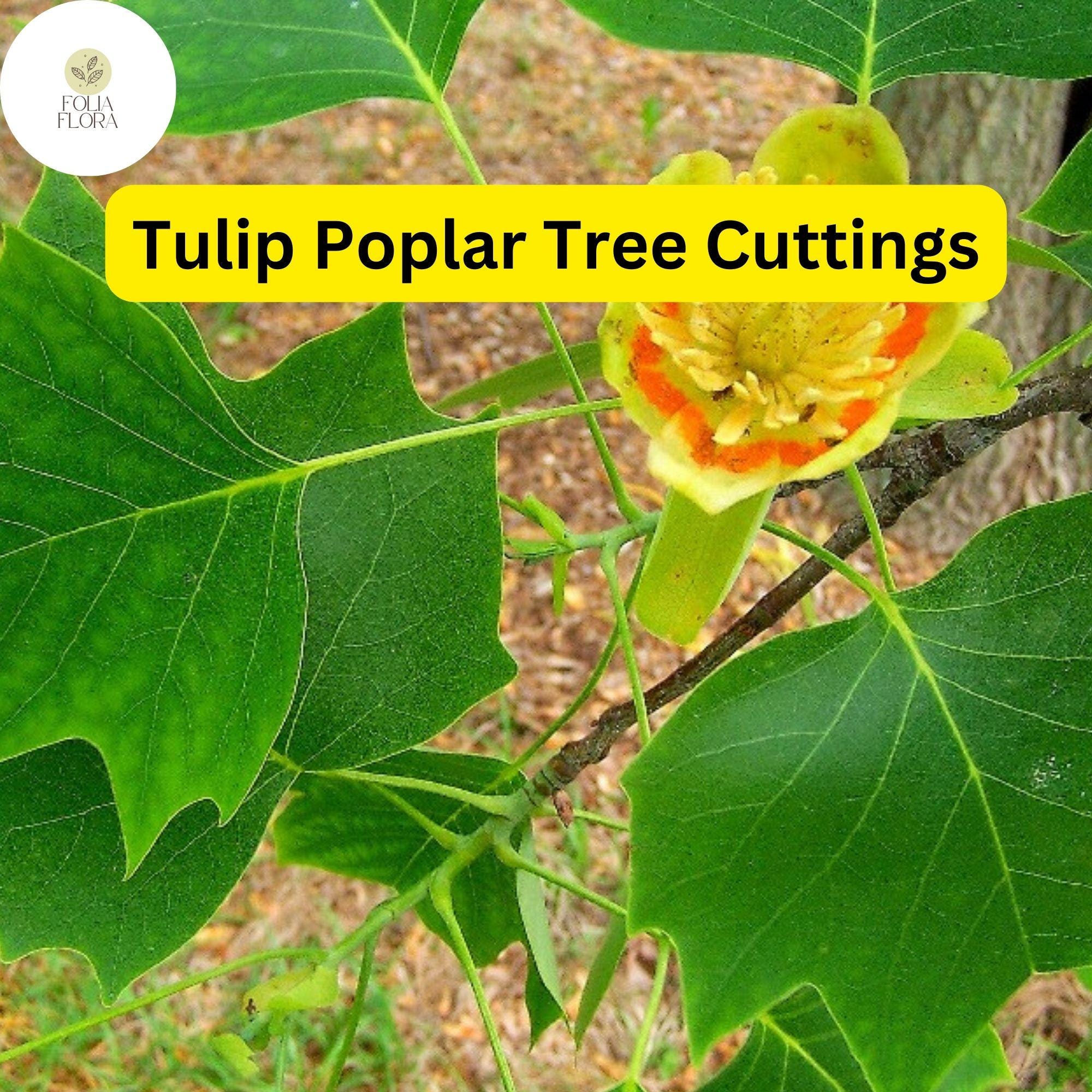 Live Tulip Poplar Tree Cuttings | Fast-Growing Shade Tree | Liriodendron tulipifera | Native North American Tree